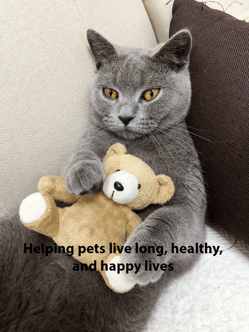 A cat sitting with a teddy on a couch, looking content